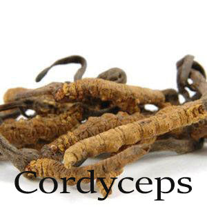Cordyceps