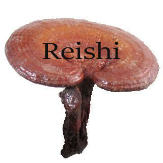 Reishi